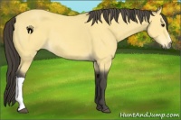 Horse Color:Buckskin 