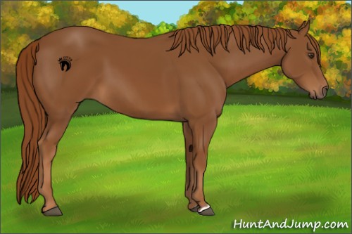 Horse Color:Chestnut 