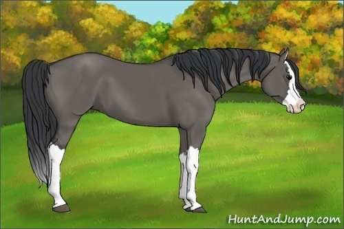 Horse Color:Grullo Splash 