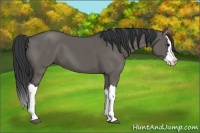 Horse Color:Grullo Splash
