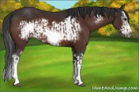 Horse Color:Bay Splash Frame  and Bay Splash Frame 