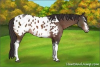Horse Color:White Spotted Brown Appaloosa 