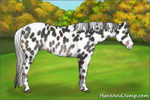 Horse Color:Liver Chestnut Mushroom Sabino Appaloosa 