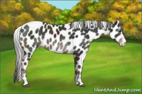 Horse Color:Liver Chestnut Mushroom Sabino Appaloosa 