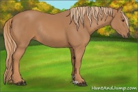 Horse Color:Chestnut Rabicano