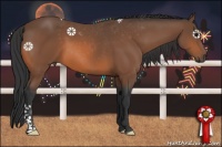 Horse Color:Bay 