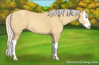 Horse Color:Silver Amber Champagne Dun Splash 