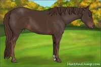 Horse Color:Liver Chestnut 