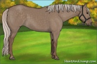 Horse Color:Silver Grullo 