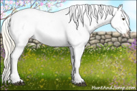 Horse Color:Palomino Near Leopard 