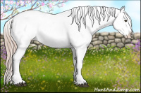 Horse Color:Palomino Appaloosa