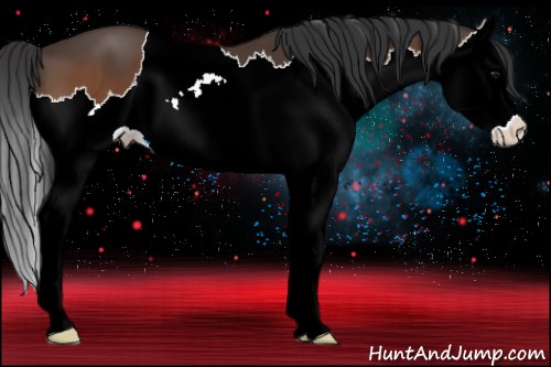 Horse Color:Bay Splash 