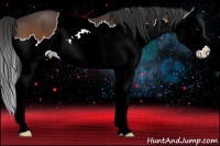 Horse Color:Bay Splash 