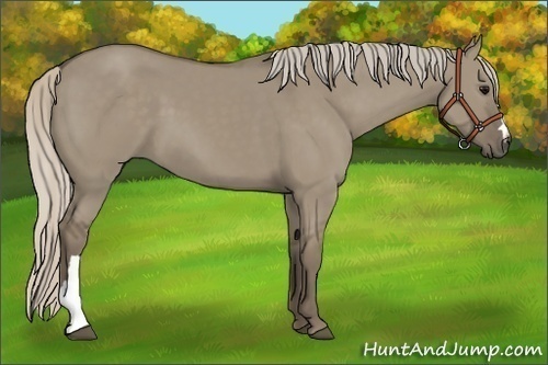 Horse Color:Silver Grullo 