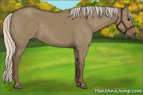 Horse Color:Silver Grullo 