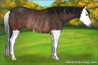 Horse Color:Gray Brown Splash Rabicano 