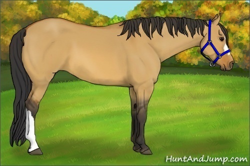Horse Color:Bay Dun