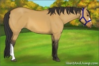 Horse Color:Bay Dun