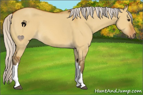 Horse Color:Silver Bay Dun 