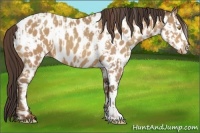 Horse Color:Amber Champagne Appaloosa and Amber Champagne Appaloosa