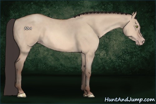 Horse Color:Amber Champagne Dun