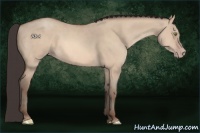 Horse Color:Amber Champagne Dun