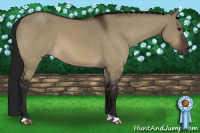 Horse Color:Gray Bay Dun 