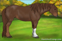 Horse Color:Gray Chestnut 