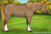 Horse Color:Gray Red Dun