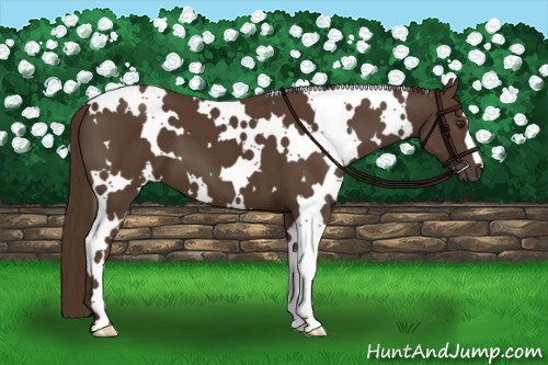 Horse Color:White Spotted Liver Chestnut 