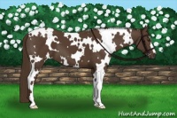 Horse Color:White Spotted Liver Chestnut 