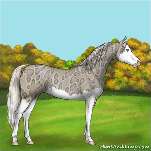 Horse Color:Silver Classic Champagne Ice Dun Splash