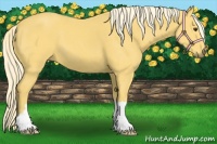 Horse Color:Palomino 