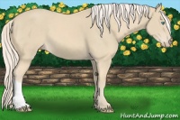 Horse Color:Cremello 