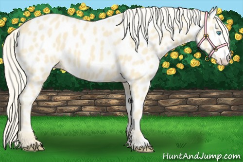 Horse Color:Cremello Near Leopard