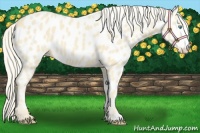 Horse Color:Cremello Near Leopard 