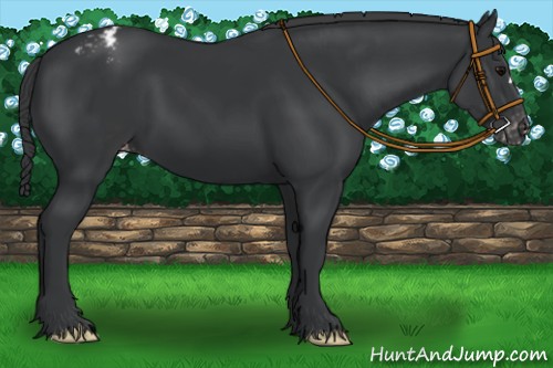 Horse Color:Black Appaloosa