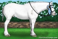 Horse Color:Grullo Sabino Appaloosa