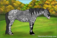 Horse Color:Black Ice Sabino 