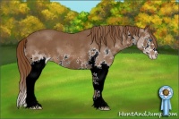 Horse Color:Liver Chestnut Sabino Splash