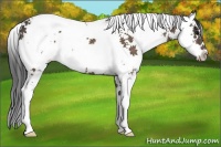 Horse Color:Brown Sabino 