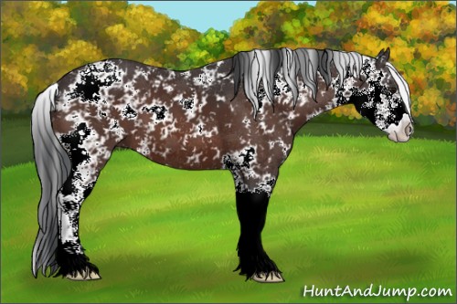 Horse Color:Brown Sabino