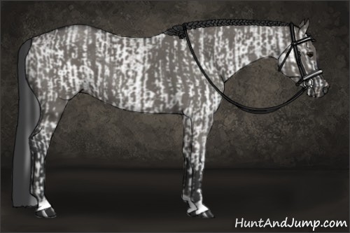 Horse Color:White Spotted Black Rabicano  and Grullo Roan Rabicano 