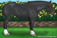Horse Color:Black Appaloosa