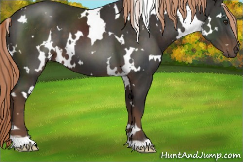 Horse Color:White Spotted Liver Chestnut 