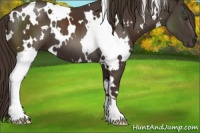 Horse Color:White Spotted Liver Chestnut 