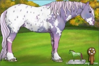 Horse Color:Watercolor White Spotted Silver Brown Blanket 