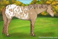 Horse Color:Red Dun Appaloosa