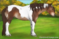 Horse Color:Liver Chestnut Tobiano 