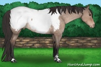 Horse Color:Brown Dun Sabino Appaloosa 
